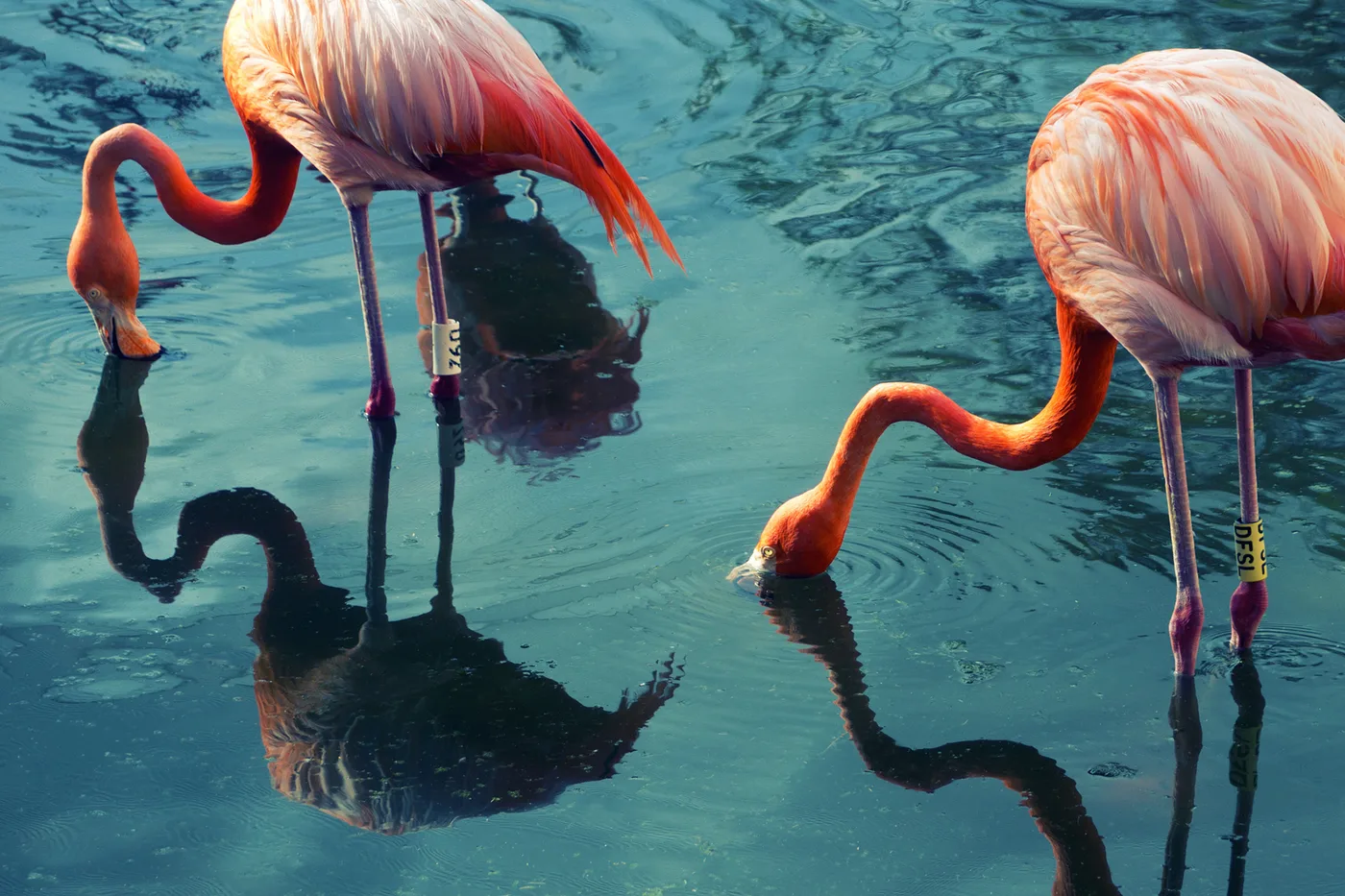 Deux flamants roses plongent le bec dans une eau verte et calme, leur reflet visible à la surface